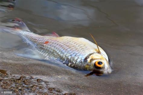 夢見魚死掉|夢見魚死掉了